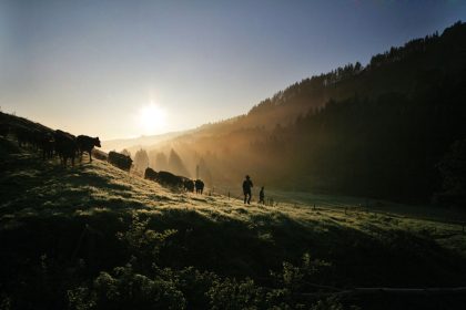 Viehscheid in den Bergen: Interview mit einem Immenstädter Älpler -