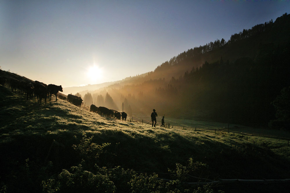 Viehscheid in den Bergen: Interview mit einem Immenstädter Älpler -