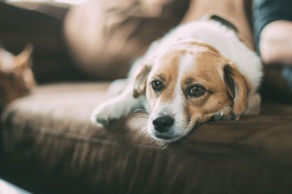 Hunde Allergie: Das Hilft Hunden bei Allergien -