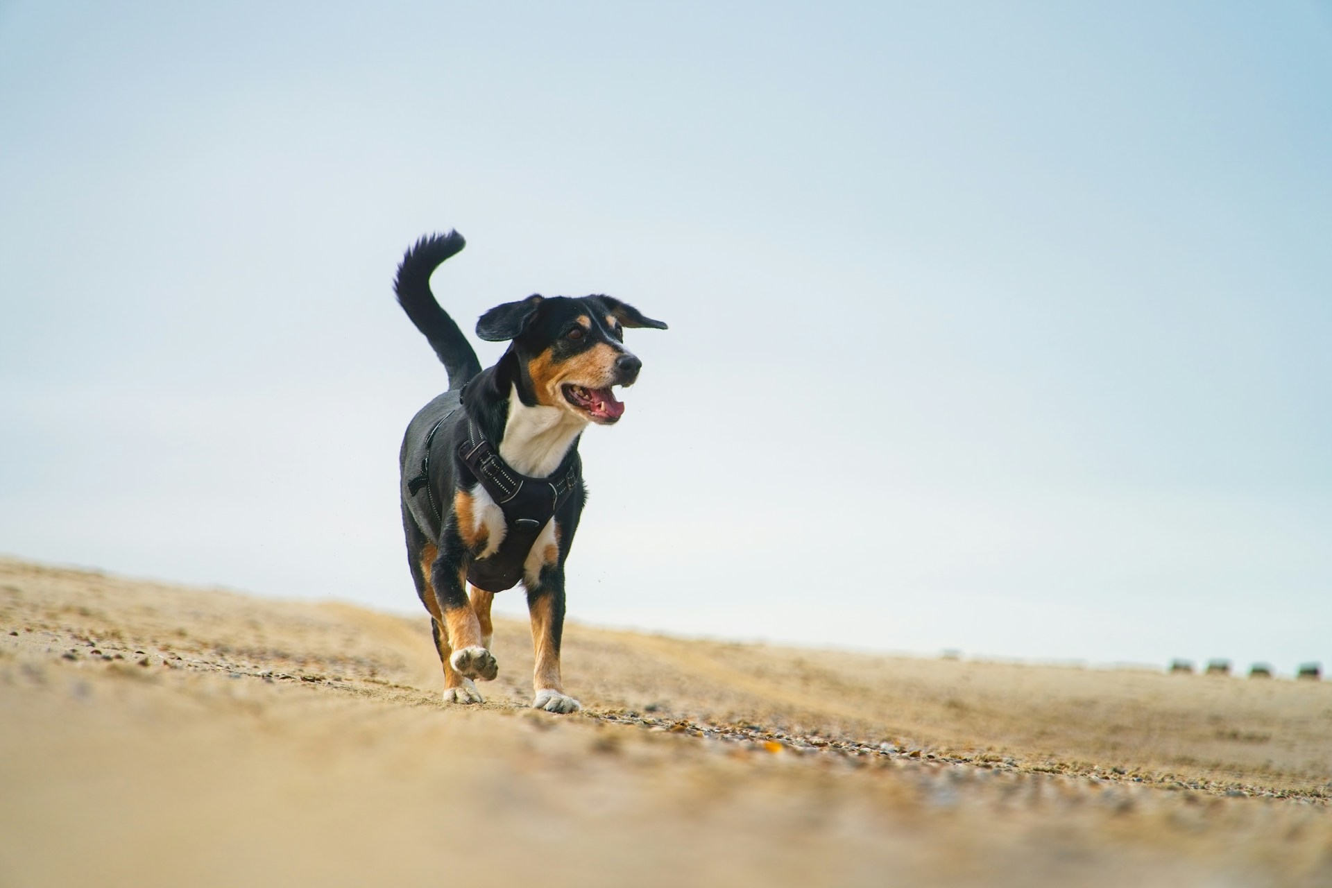 Hund im Urlaub.